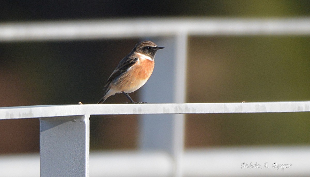 European Stonechat - ML646052709