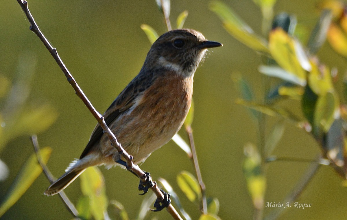 European Stonechat - ML646052710