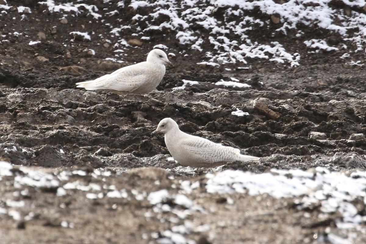 Grönland Martısı (kumlieni) - ML646052711