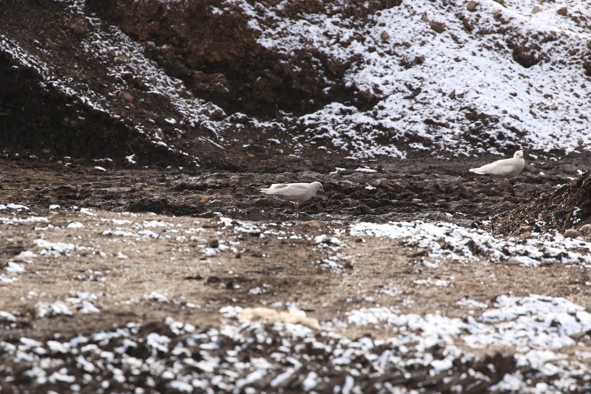 Grönland Martısı (kumlieni) - ML646052713