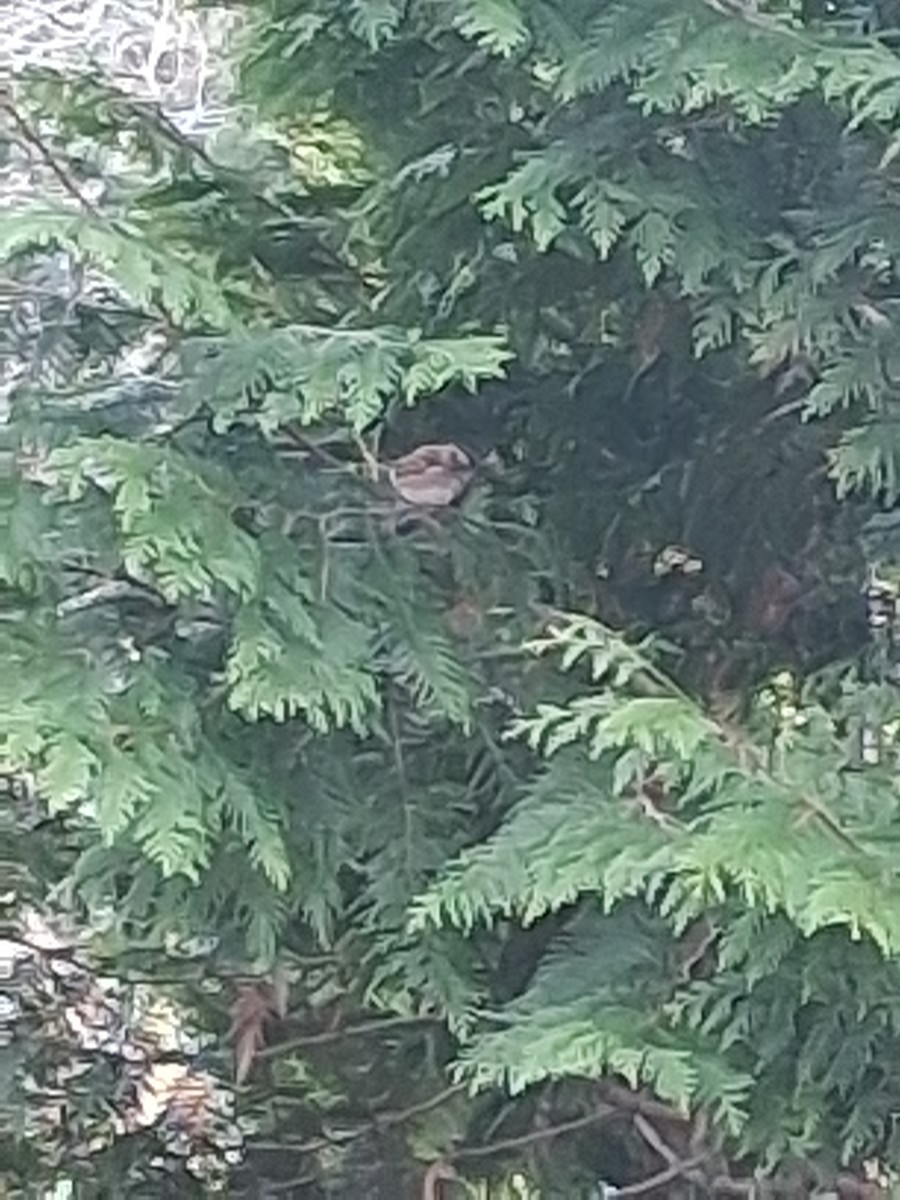 Gorrión Común - ML646052714