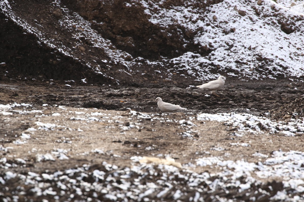 Grönland Martısı (kumlieni) - ML646052715