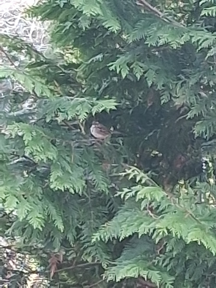 Gorrión Común - ML646052716