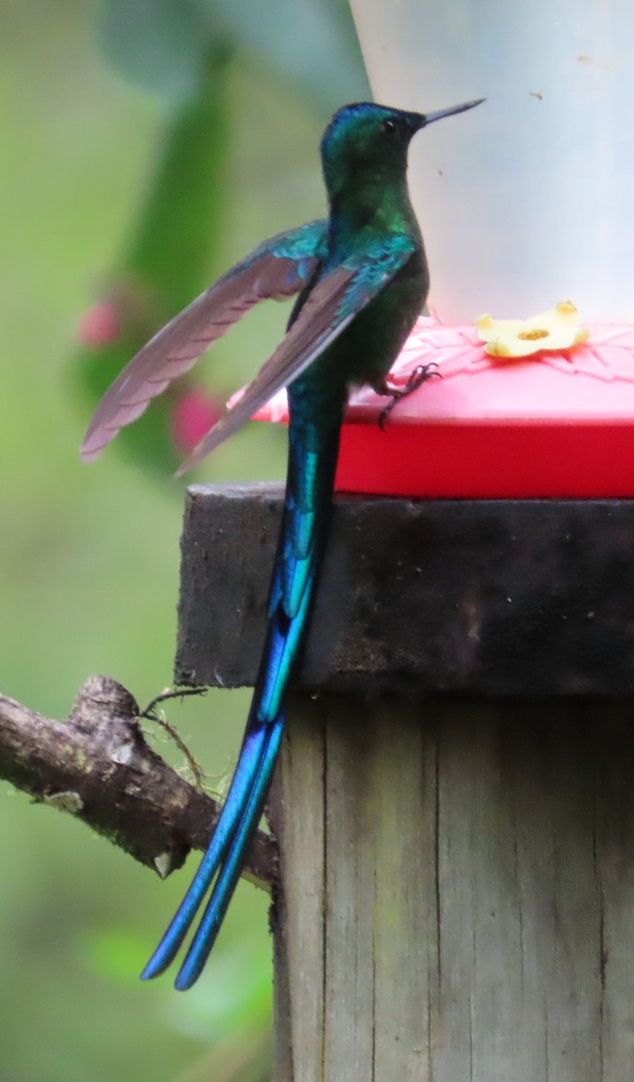 Long-tailed Sylph - ML646052719