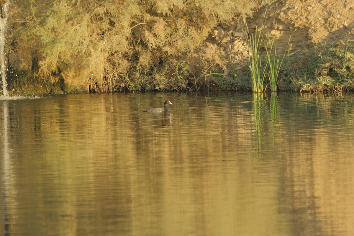 Eurasian Coot - ML646052720