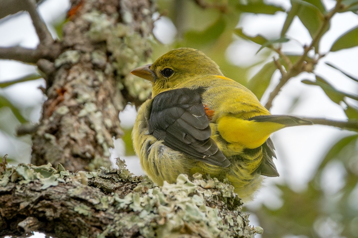 Scarlet Tanager - ML646052721
