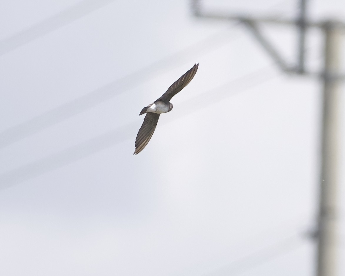 brunsandsvale - ML646052722