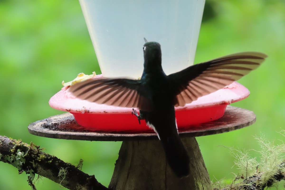 Tourmaline Sunangel - ML646052723