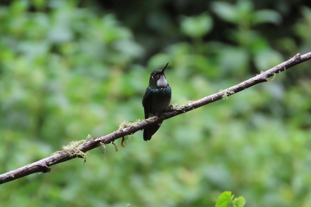 Tourmaline Sunangel - ML646052724