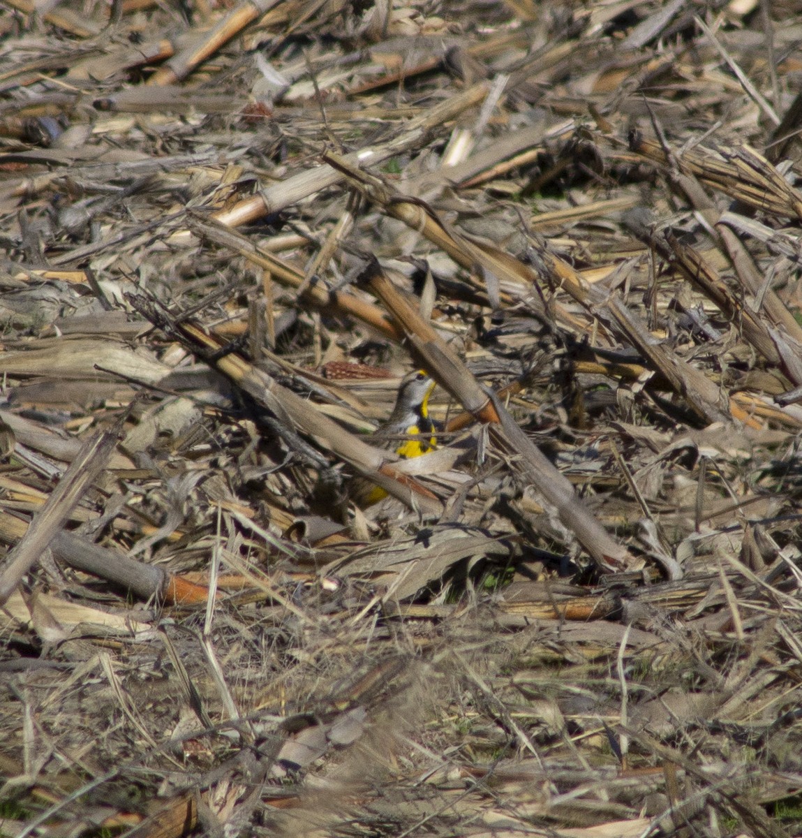 Eastern Meadowlark - ML646052727