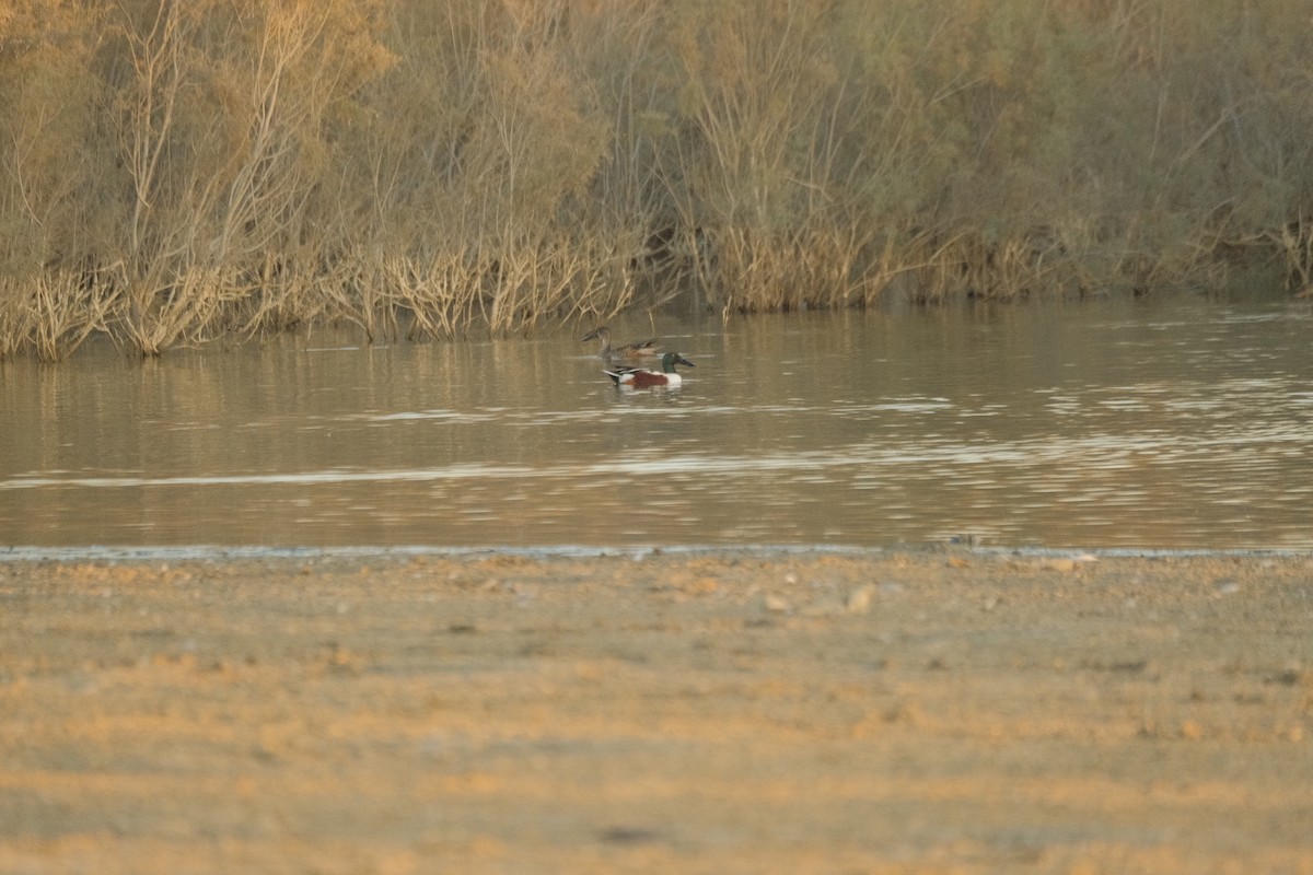Northern Shoveler - ML646052729
