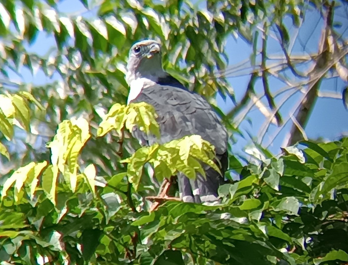 Gray-headed Kite - ML646052730