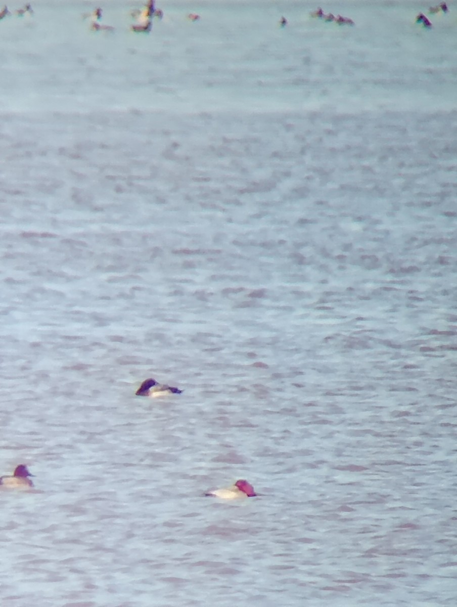 polák kaholka - ML646052731