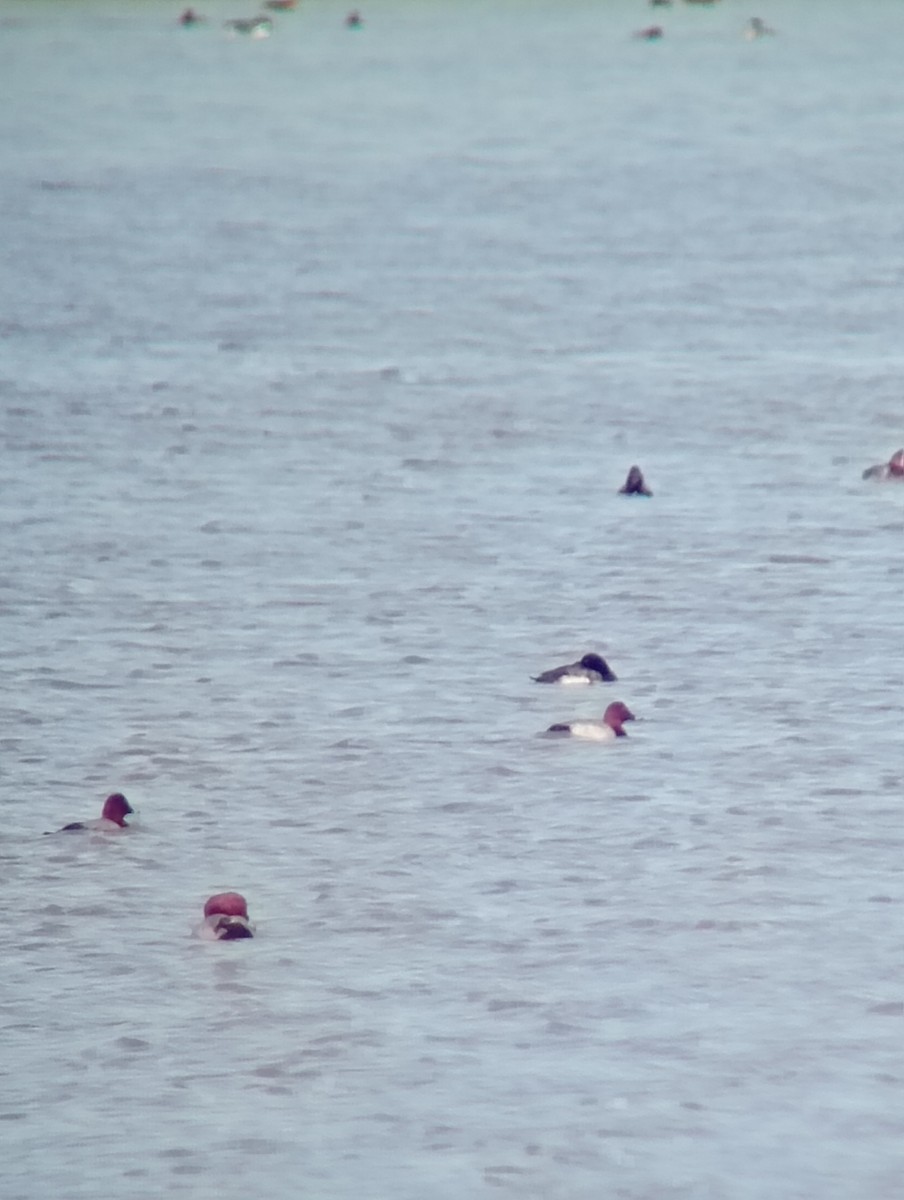 polák kaholka - ML646052733