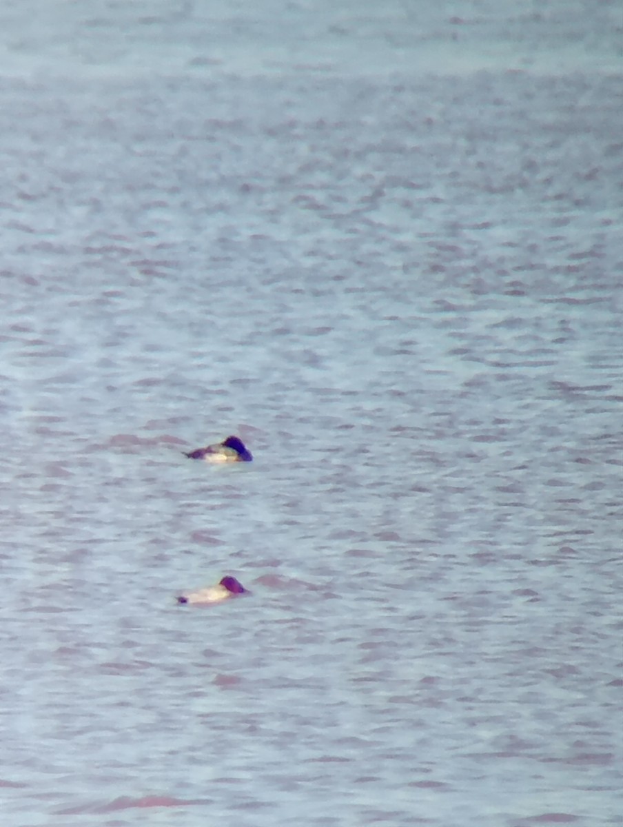 polák kaholka - ML646052734