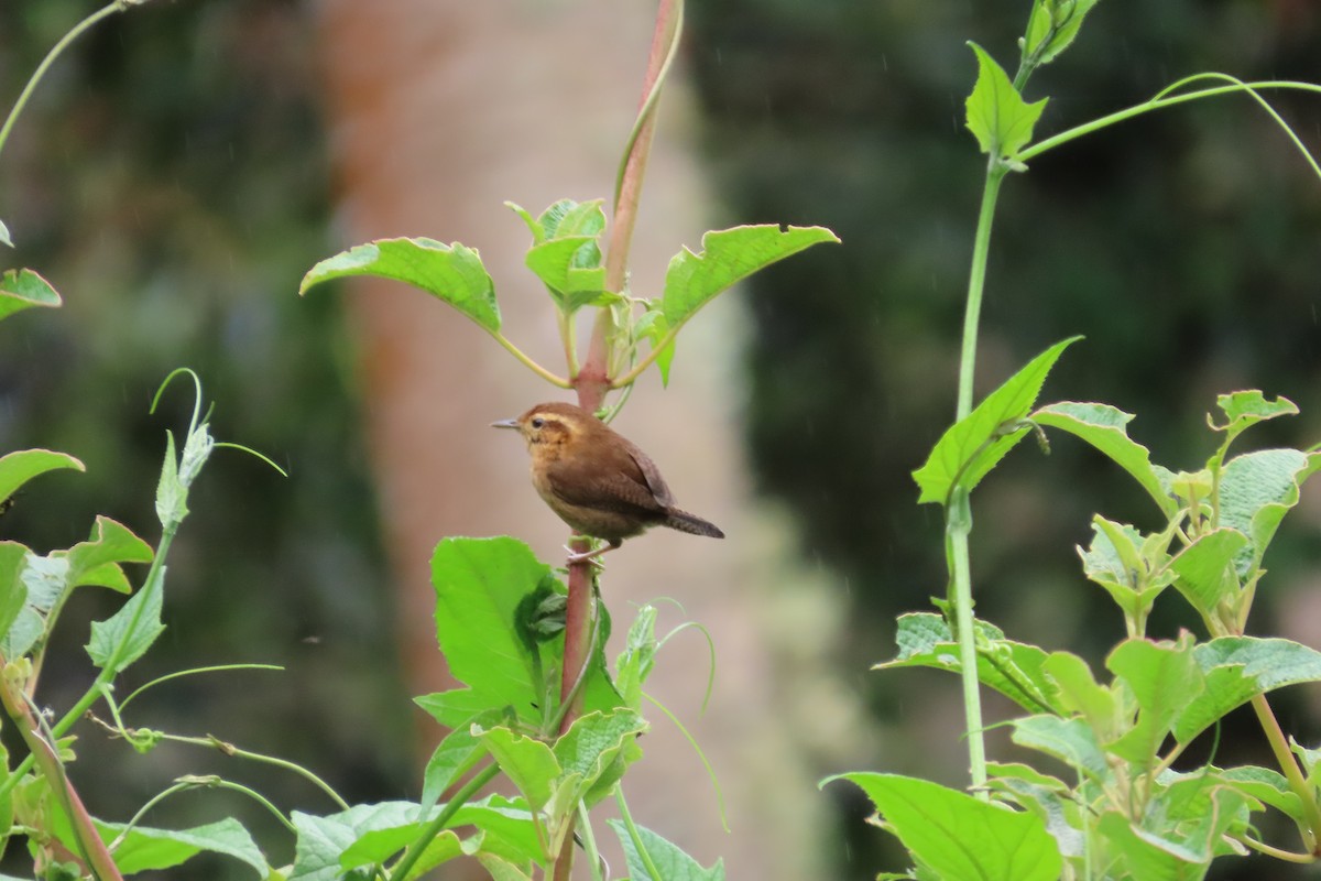 Mountain Wren - ML646052738
