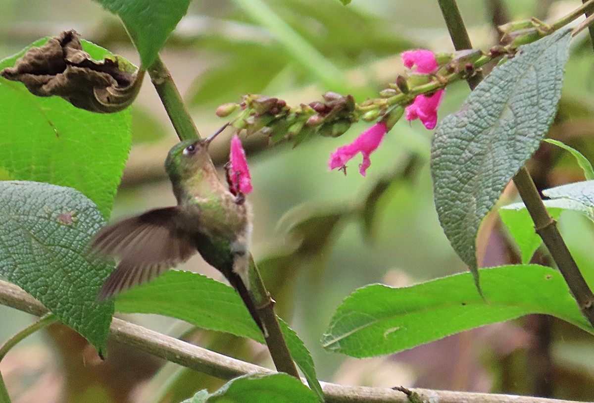 Tyrian Metaltail - ML646052740