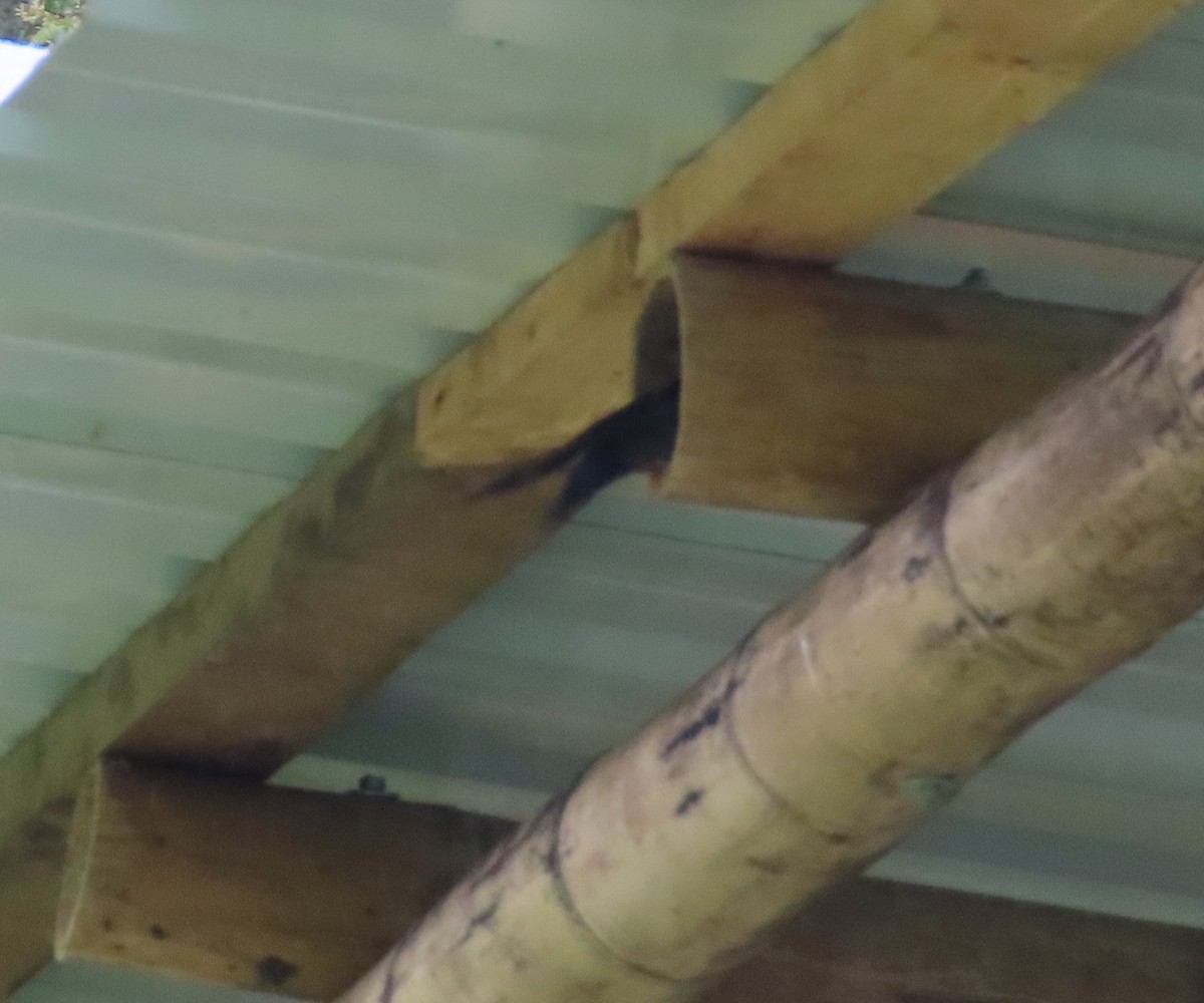 Brown-bellied Swallow - ML646052746