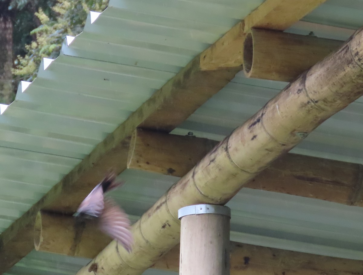 Brown-bellied Swallow - ML646052747