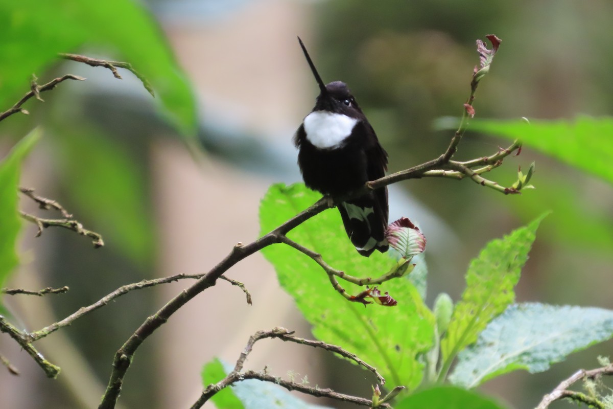 Collared Inca - ML646052751