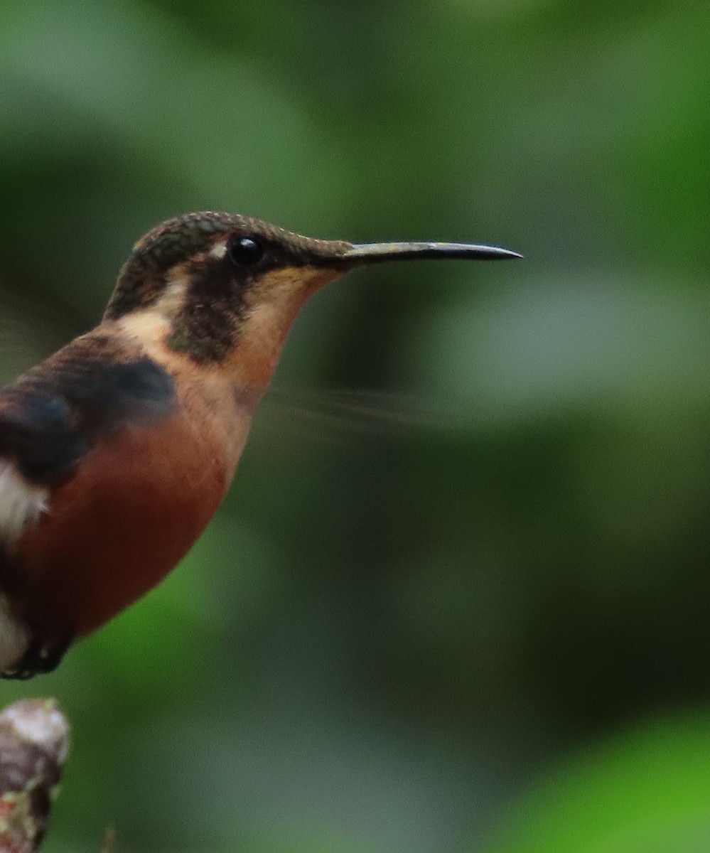 Gorgeted Woodstar - ML646052755