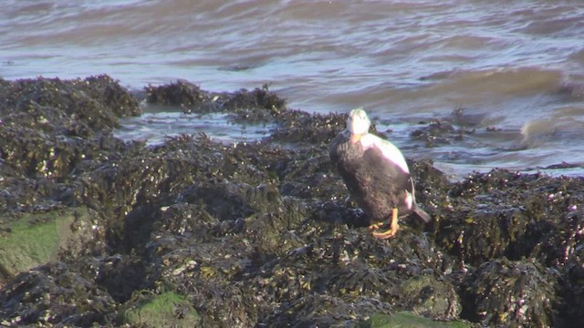 Spectacled Eider - ML646052757