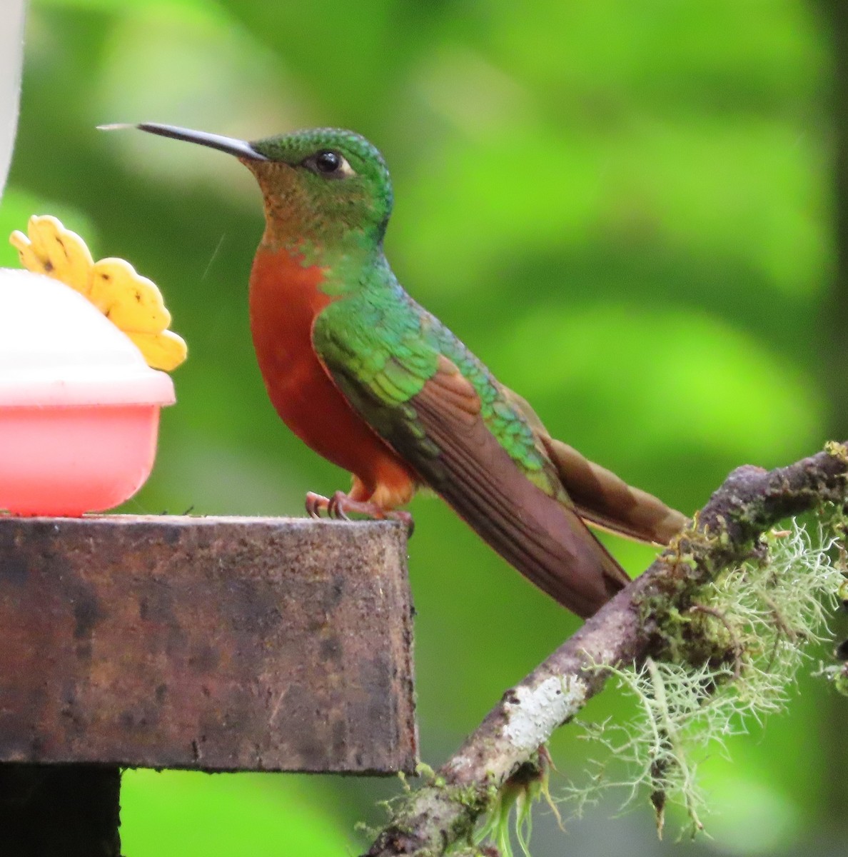 Chestnut-breasted Coronet - ML646052759