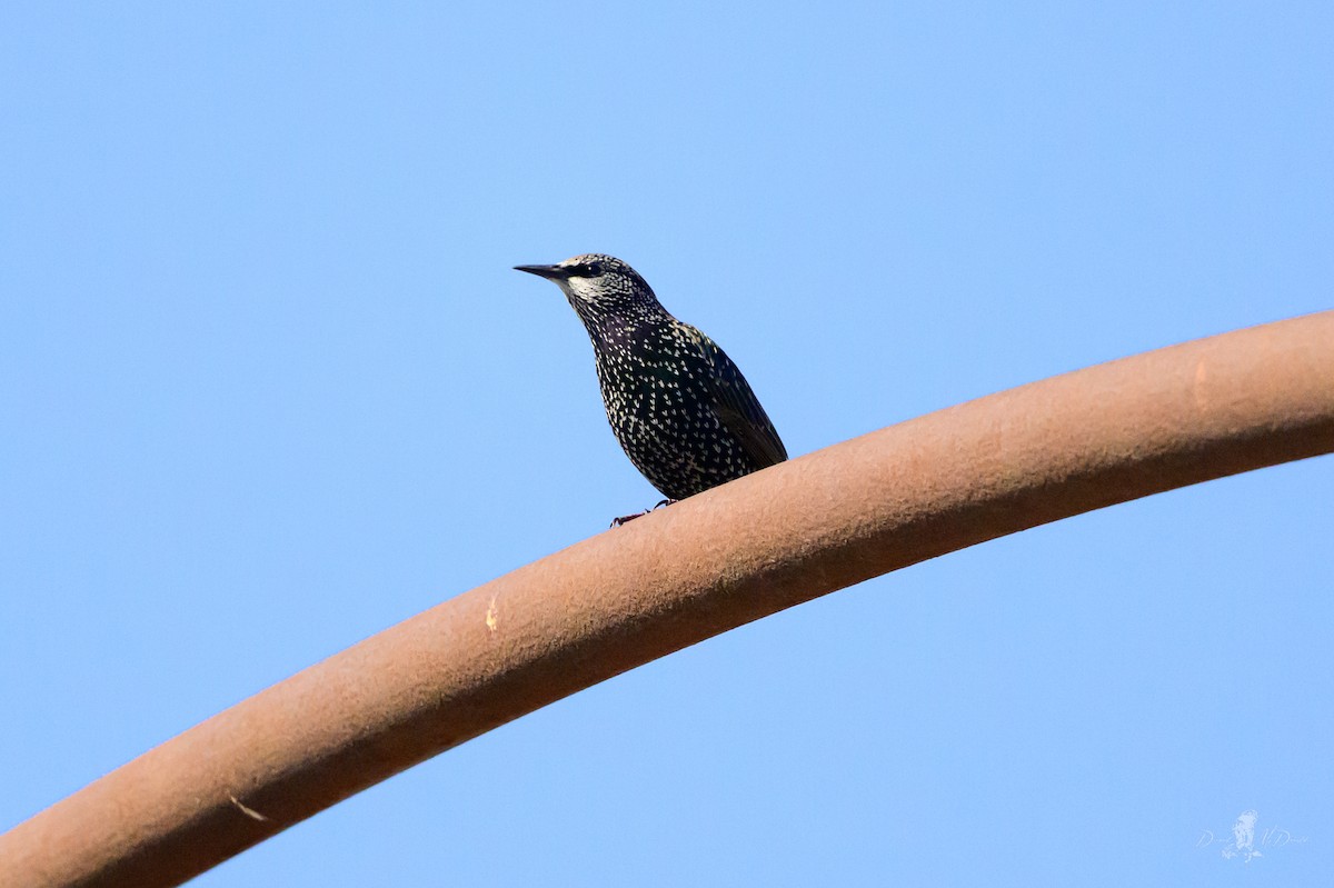 Шпак звичайний - ML646052760