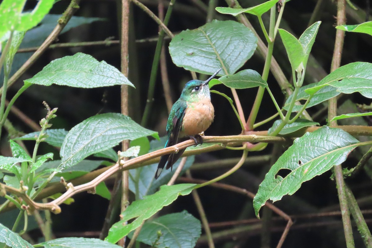 Long-tailed Sylph - ML646052768