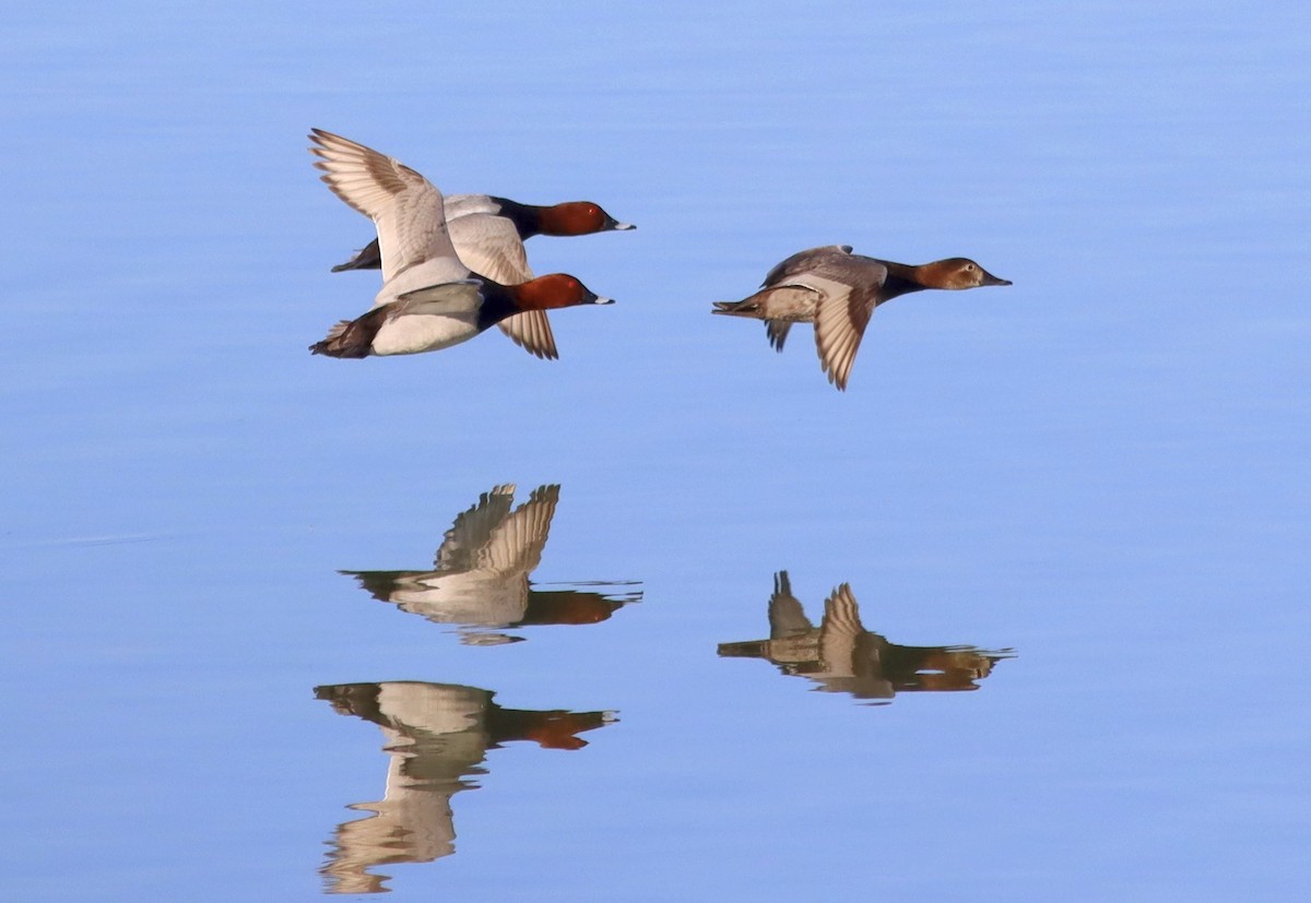Common Pochard - ML646052770