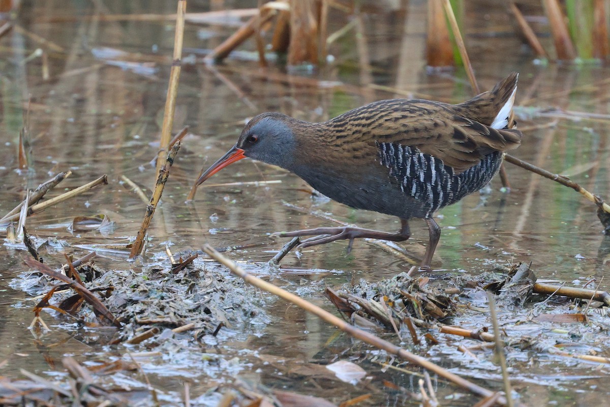 Water Rail - ML646052771