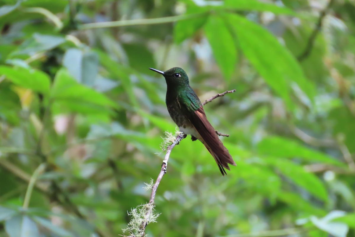 Buff-tailed Coronet - ML646052773