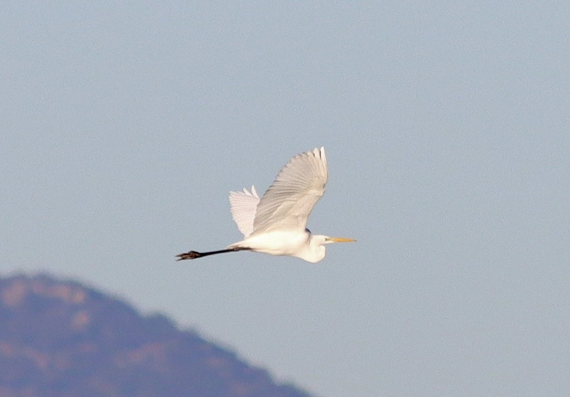 Great Egret - ML646052775