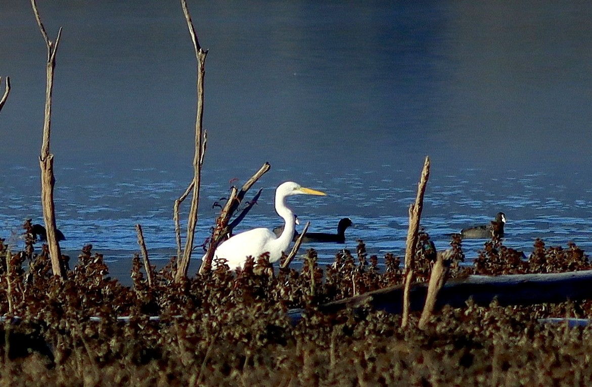 Great Egret - ML646052776