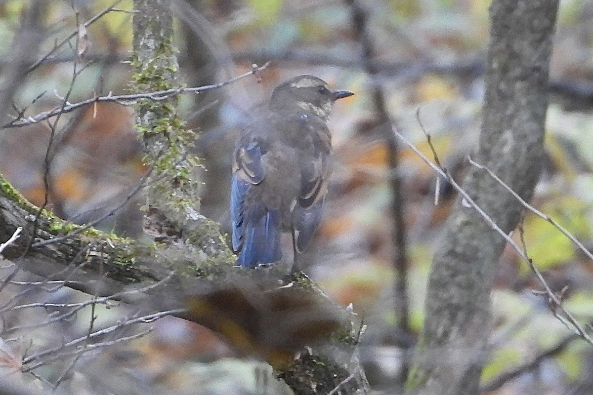 ツグミ - ML646052779