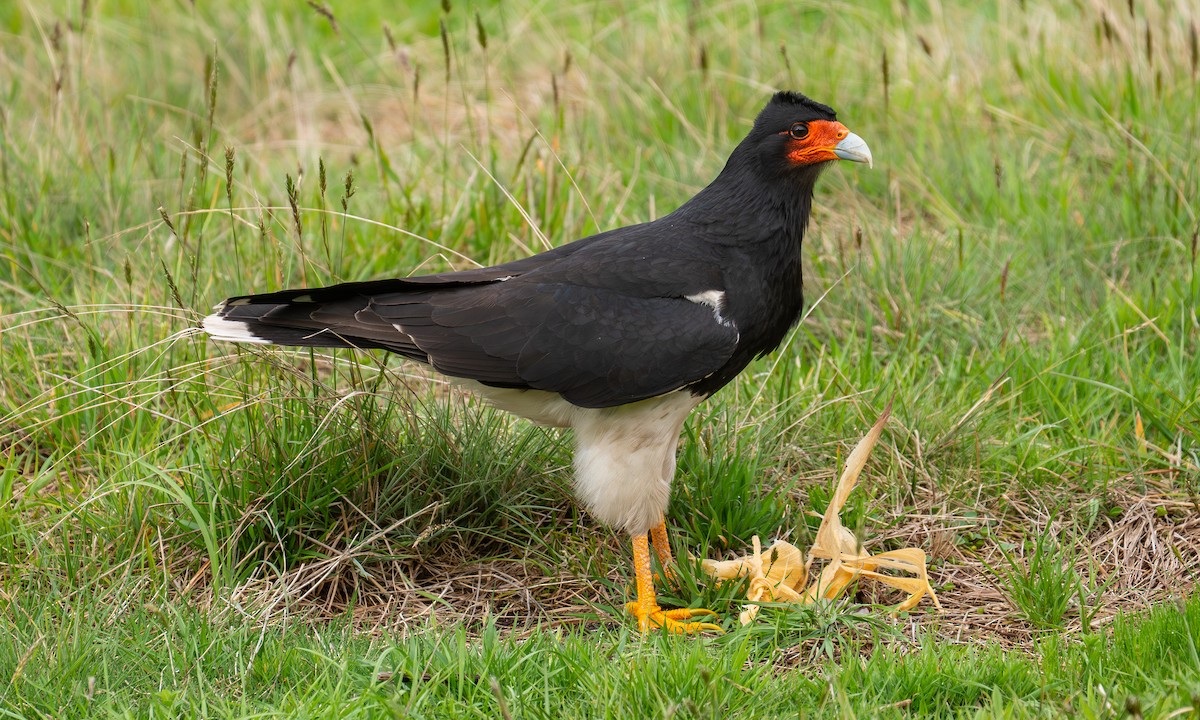 Каракара андська - ML646052784