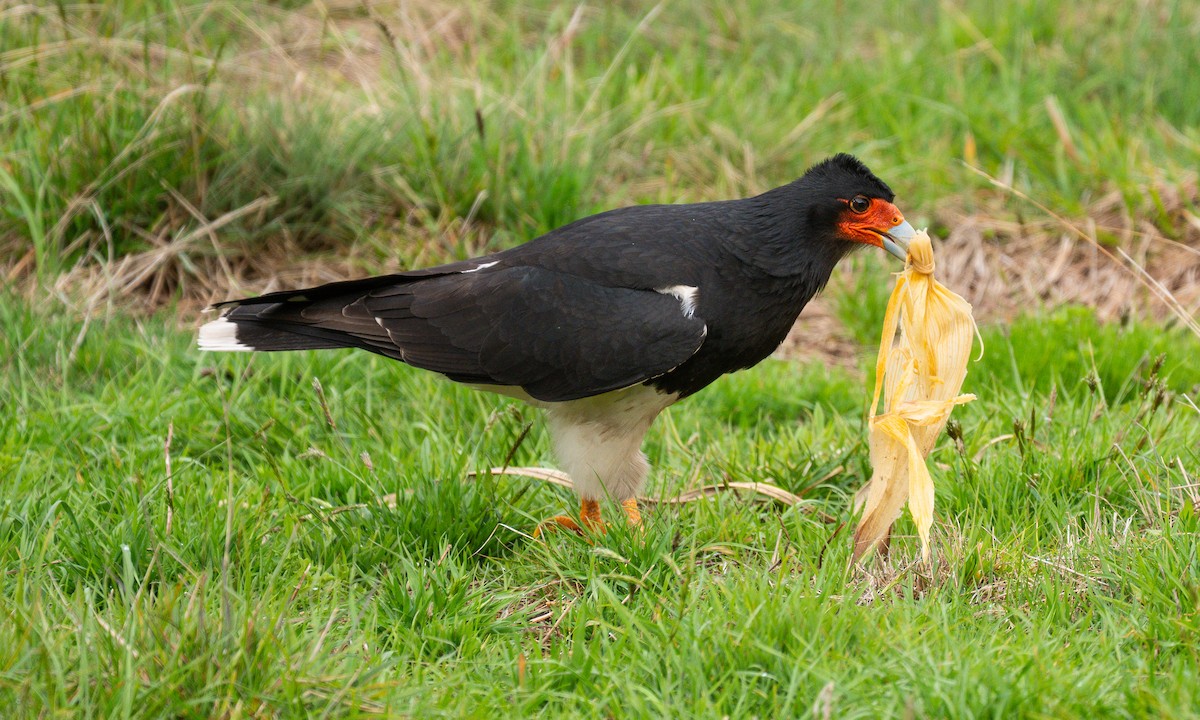 Каракара андська - ML646052785