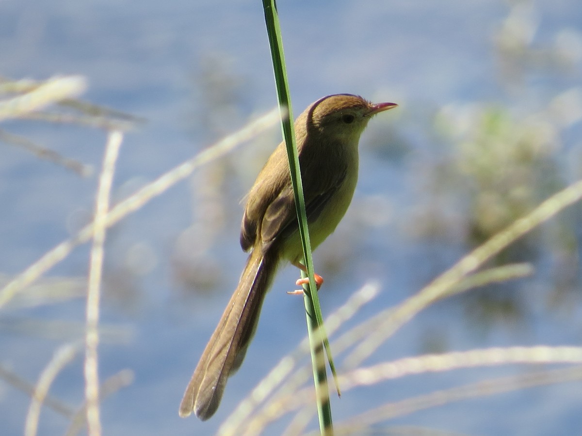 Plain Prinia - ML646052806