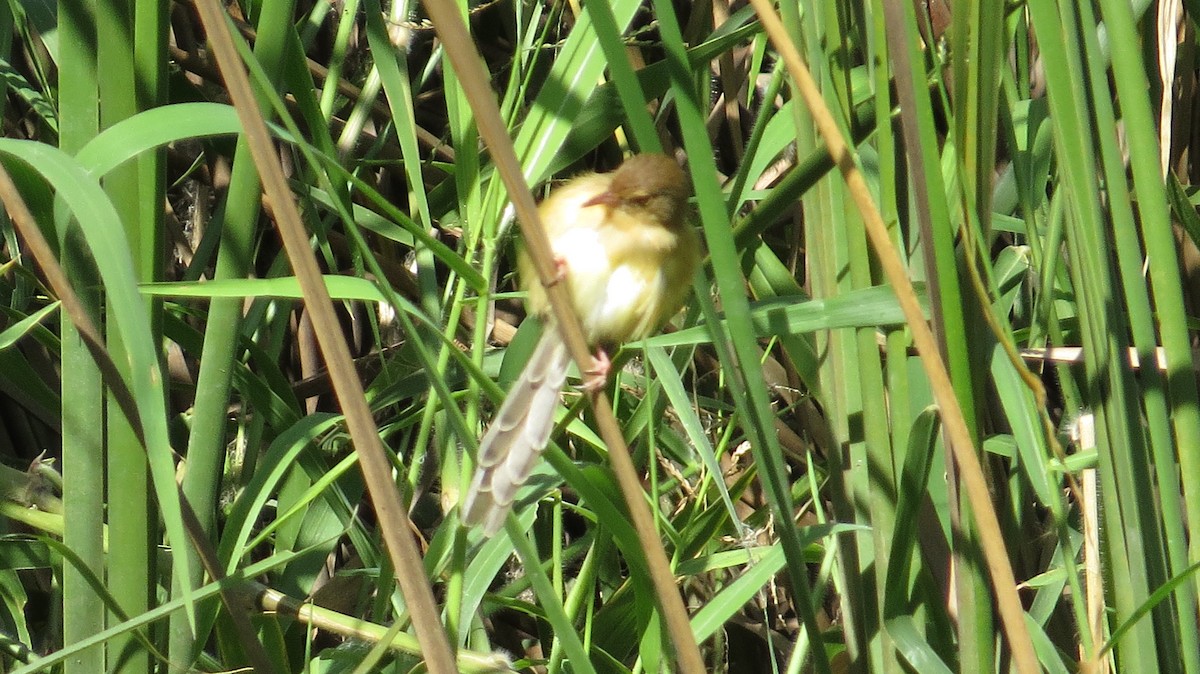 Plain Prinia - ML646052807