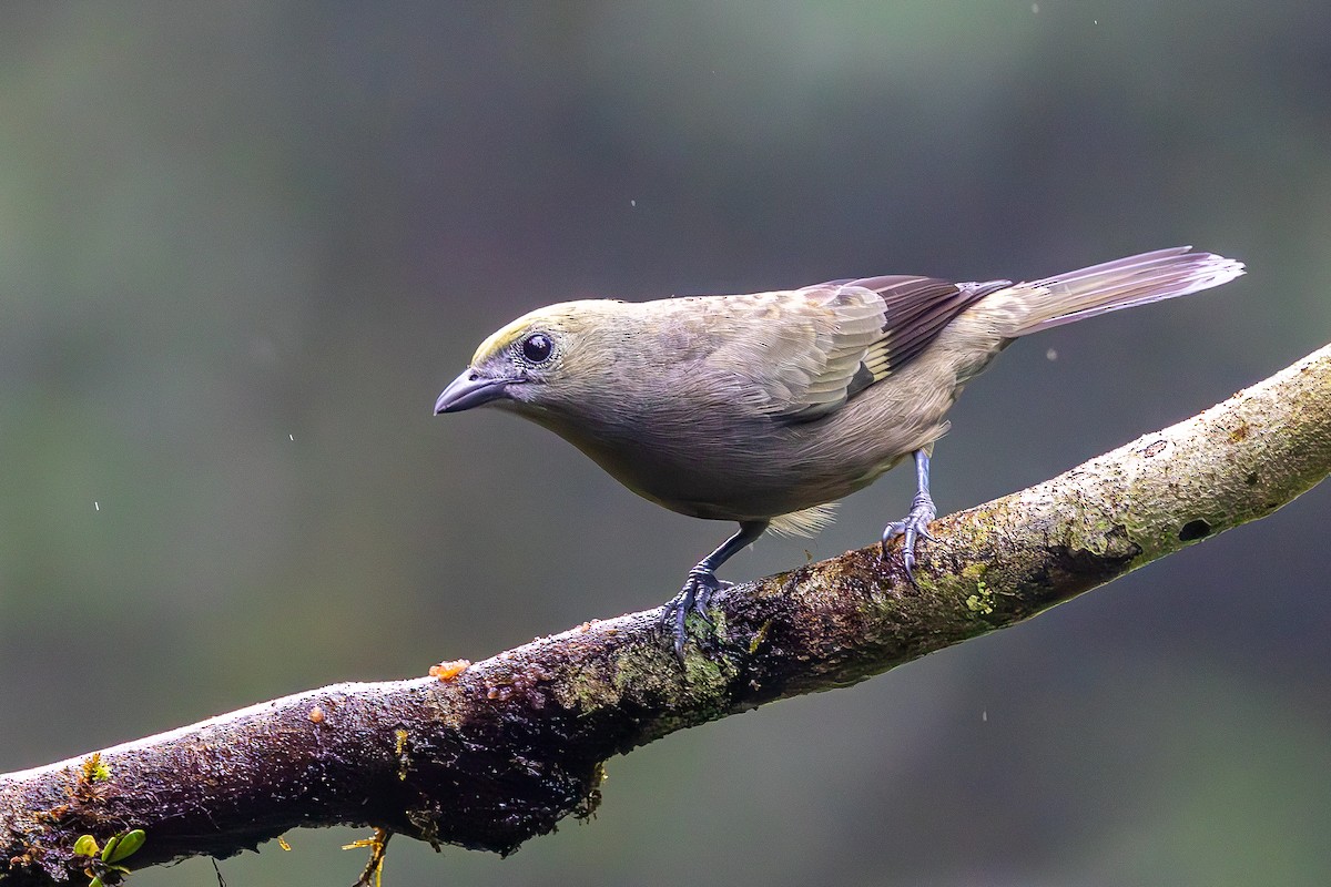 Palm Tanager - ML646052816