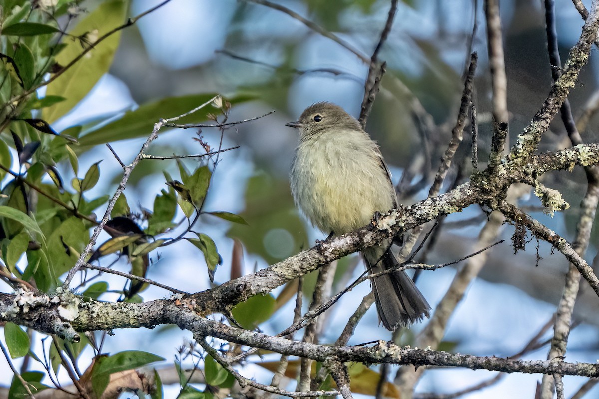 Small-headed Elaenia - ML646052820