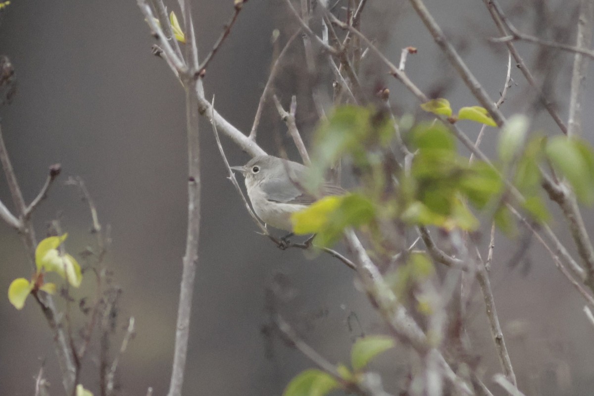 Virjinya Ötleğeni - ML646052823