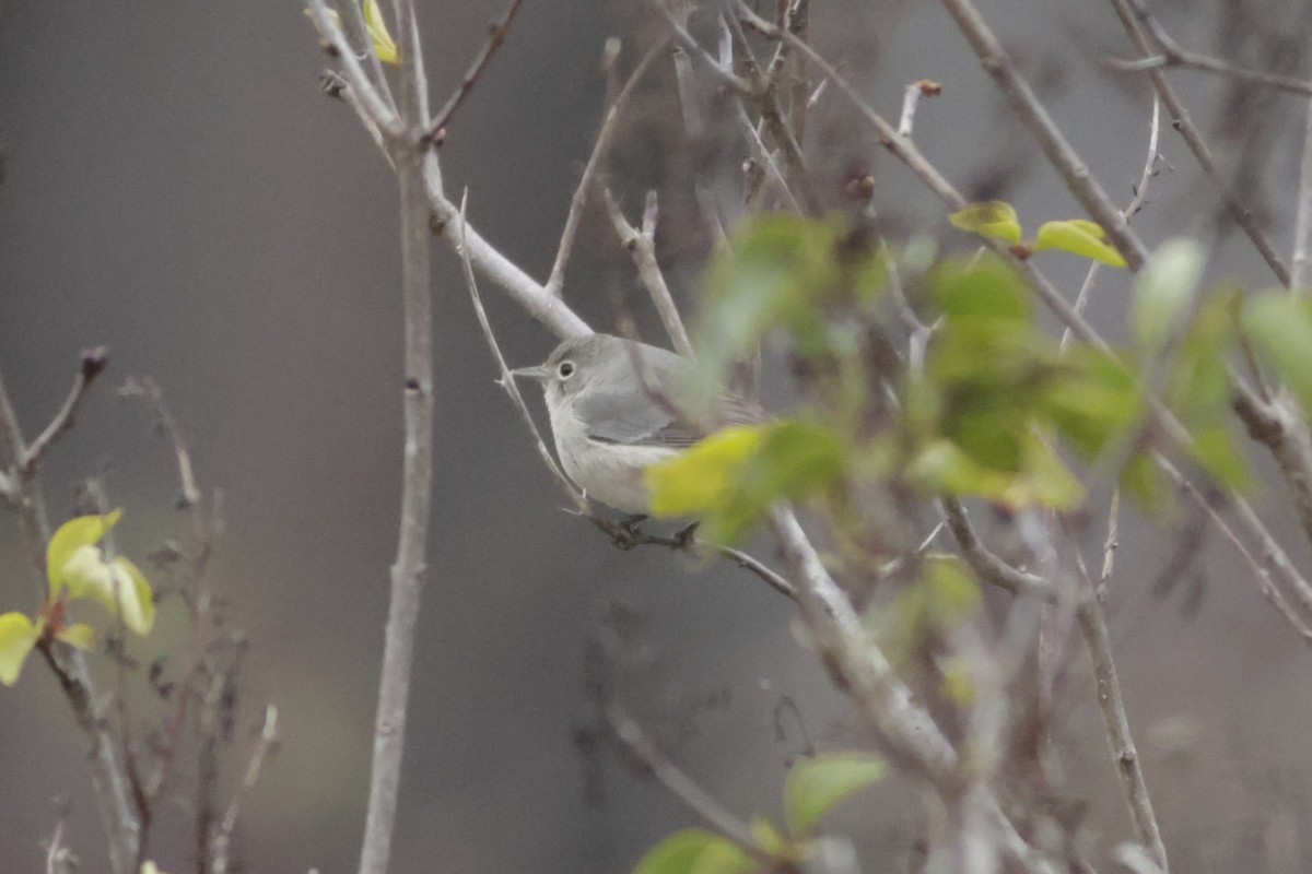 Virjinya Ötleğeni - ML646052824