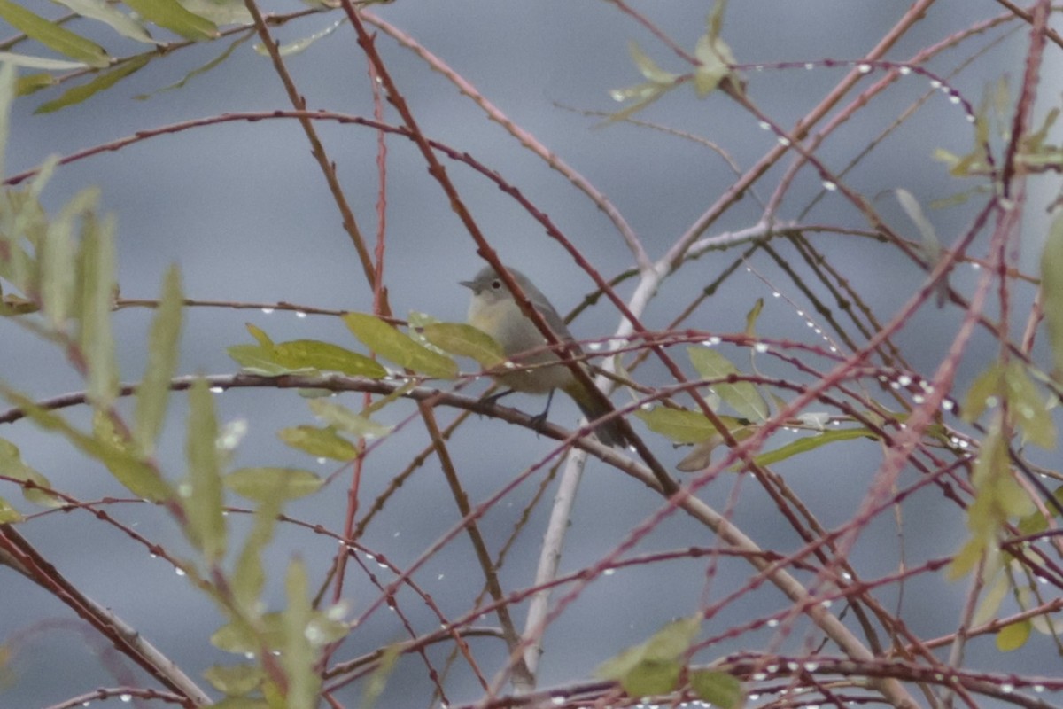 Virjinya Ötleğeni - ML646052825