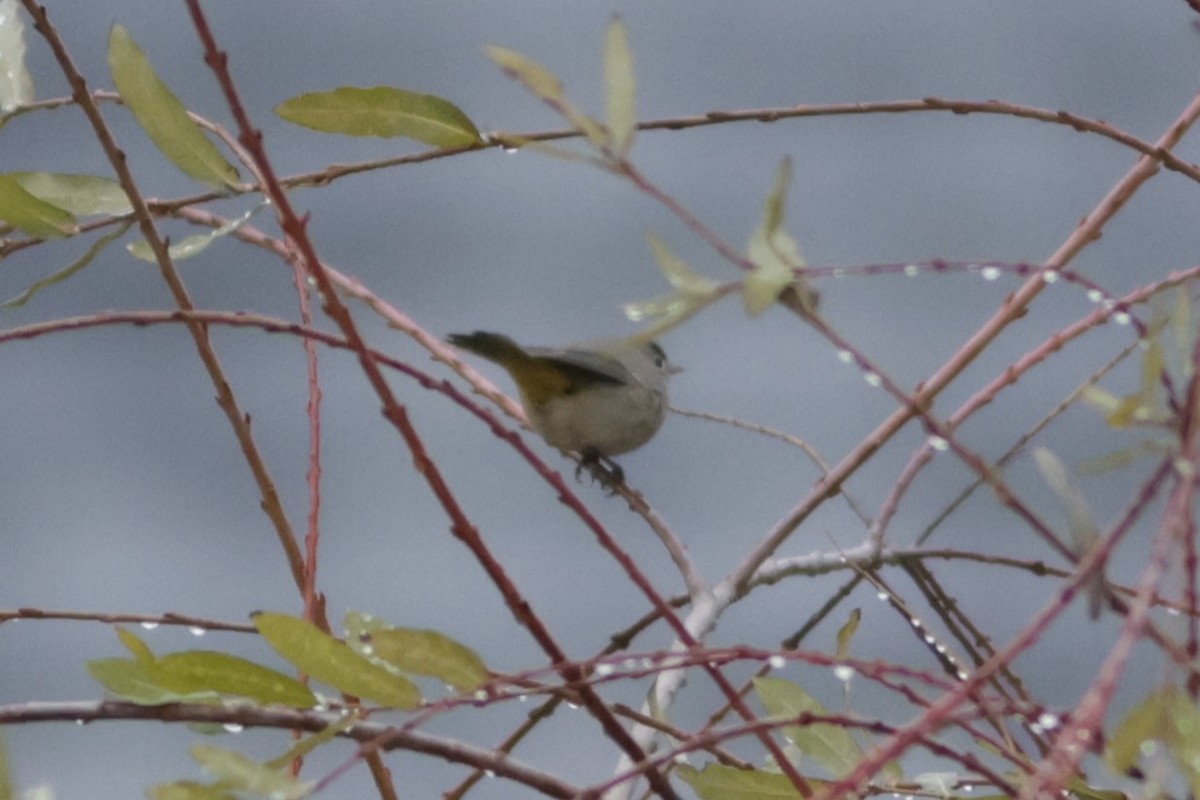 Virjinya Ötleğeni - ML646052826