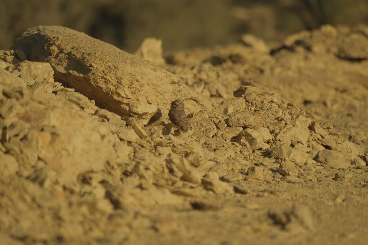 Little Owl - ML646052830