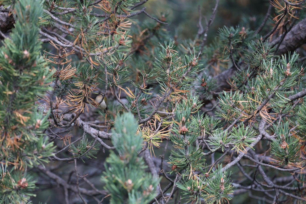 Common Firecrest - ML646052831