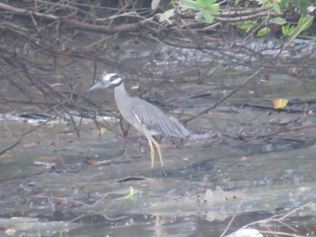 kvakoš žlutočelý - ML646052832