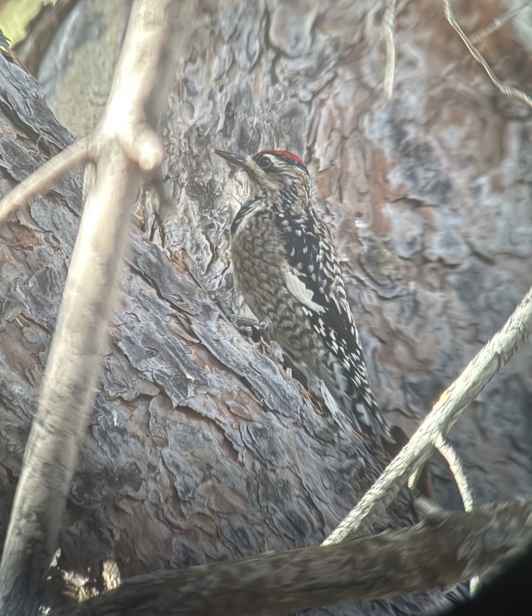 Yellow-bellied Sapsucker - ML646052835