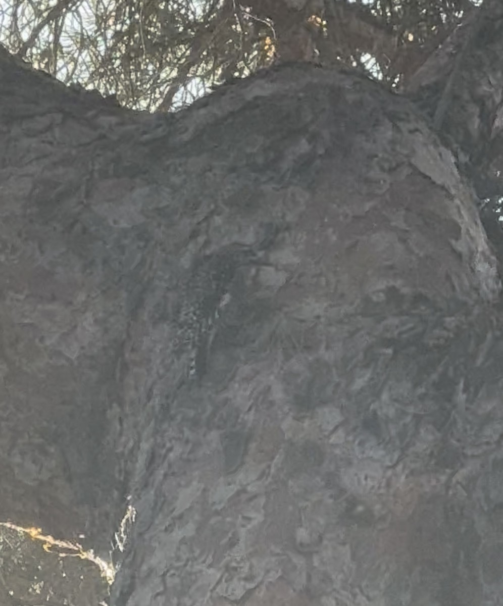 Yellow-bellied Sapsucker - ML646052836